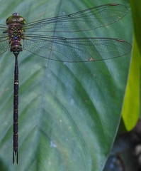 Gynacantha victoriae