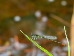 Agriocnemis forcipata