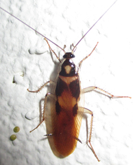 Supella dimidiata