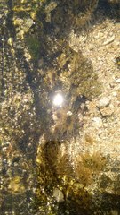 Anthopleura handi