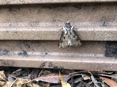 Agrotis malefida