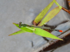 Agriocnemis forcipata