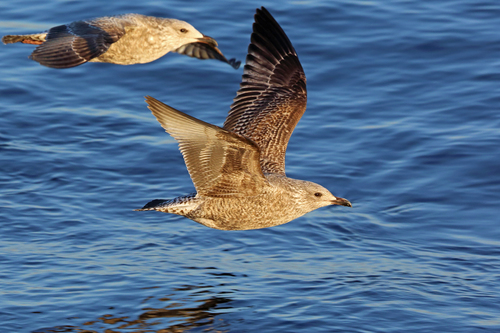Western European Herring Gull