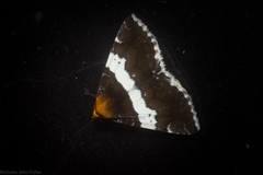 Buzara latizona