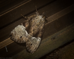 Alophosoma emmelopis