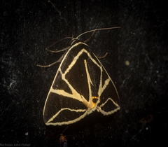 Agamana sarmentosa