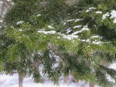 Abies sachalinensis