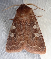 Cerastis tenebrifera