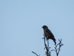Bradornis fuliginosus