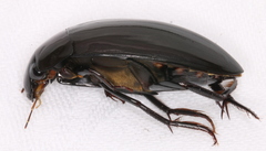 Hydrophilus