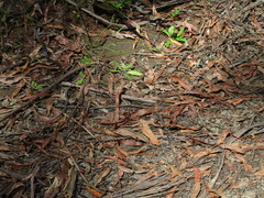 Drysdalia coronoides
