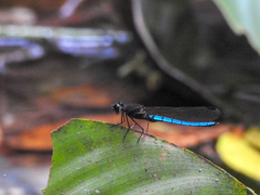 Chlorocypha aphrodite