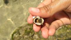 Clibanarius virescens