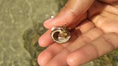 Clibanarius virescens