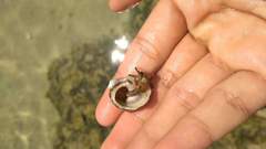 Clibanarius virescens