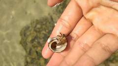 Clibanarius virescens