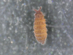 Ceratophysella