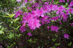 Rhododendron pulchrum phoeniceum