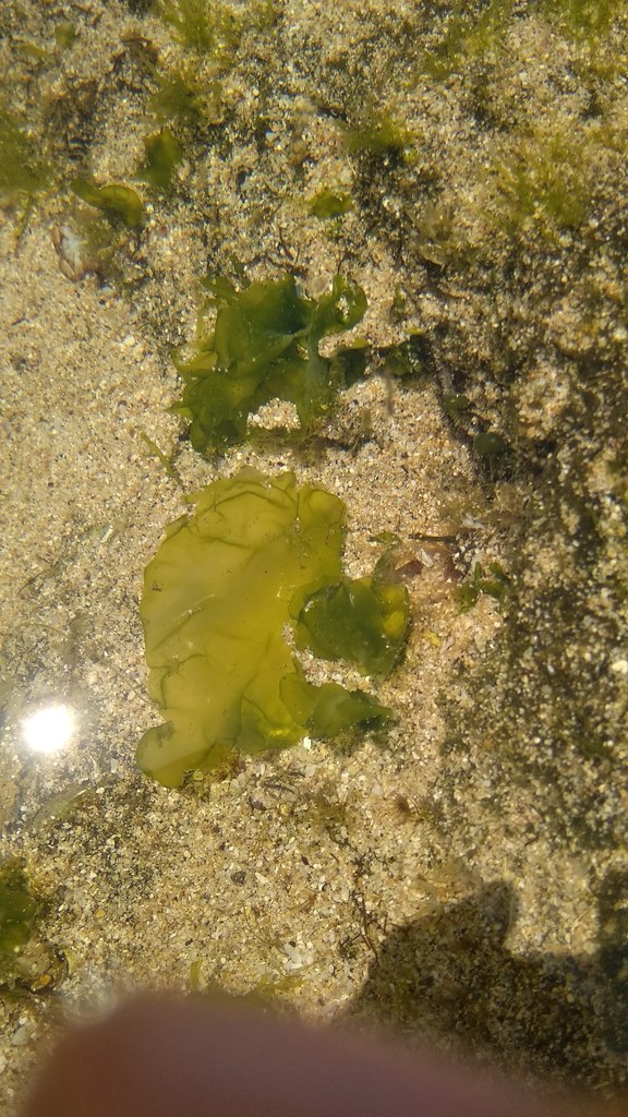 ganggang hijau (Ulva lactuca)