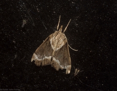 Otiophora leucura