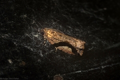 Statherotis pendulata