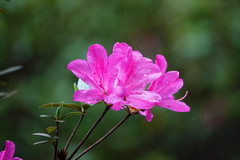 Rhododendron pulchrum phoeniceum