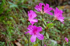Rhododendron pulchrum phoeniceum