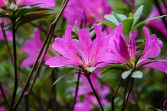 Rhododendron pulchrum phoeniceum
