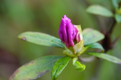 Rhododendron pulchrum phoeniceum