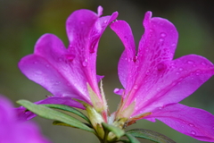 Rhododendron pulchrum phoeniceum