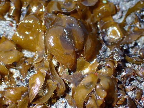 Phaeostrophion irregulare observed 2026-03-22