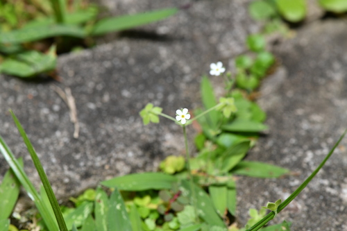 Androsace umbellata (Androsace umbellata)