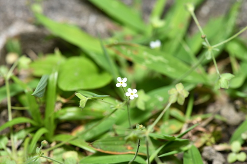 Androsace umbellata, photograph 6