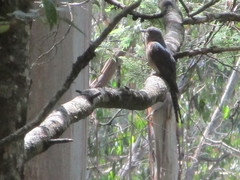 Cacomantis variolosus