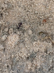 Cataglyphis savignyi