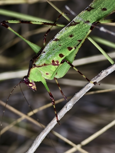 Psyrana tigrina