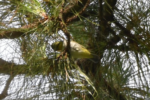 Chestnut-flanked White-eye (Zosterops erythropleurus), photo 4