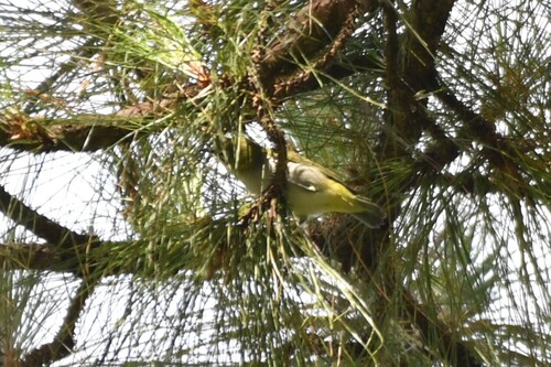 Chestnut-flanked White-eye (Zosterops erythropleurus), photo 3