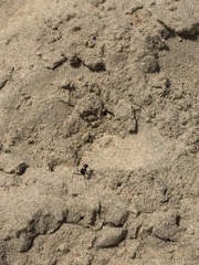 Cataglyphis savignyi