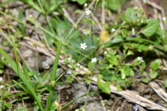 Androsace umbellata, photograph (c) Yung-Lun Lin, some rights reserved (CC BY)
