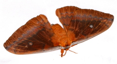 Syntherata janetta