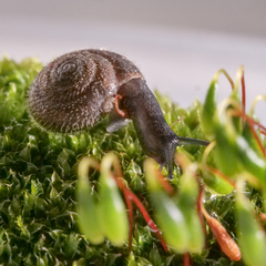 Trochulus hispidus