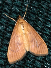 Protonoceras mitis