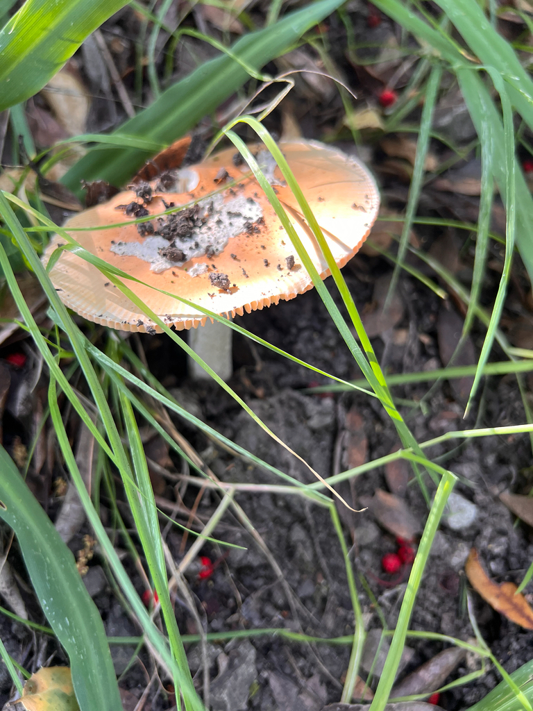 Amanita velosa · March 2026 · photo: © loarie (iNaturalist, cc0)