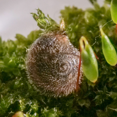 Trochulus hispidus