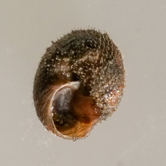 Trochulus hispidus