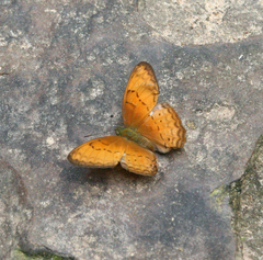 Cirrochroa surya siamensis