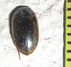Dytiscoidea