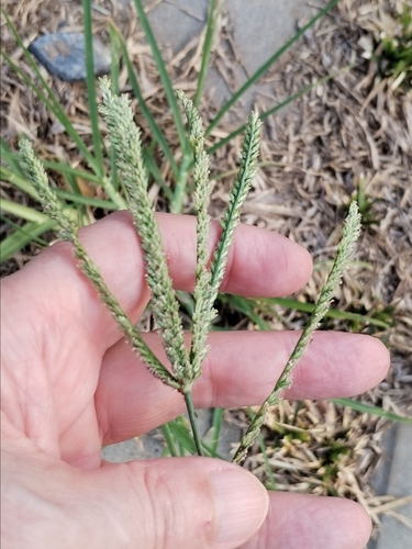 Goose Grass