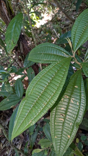 Miconia affinis (Miconia affinis)